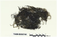 藏品(羽枝水苔)的圖片